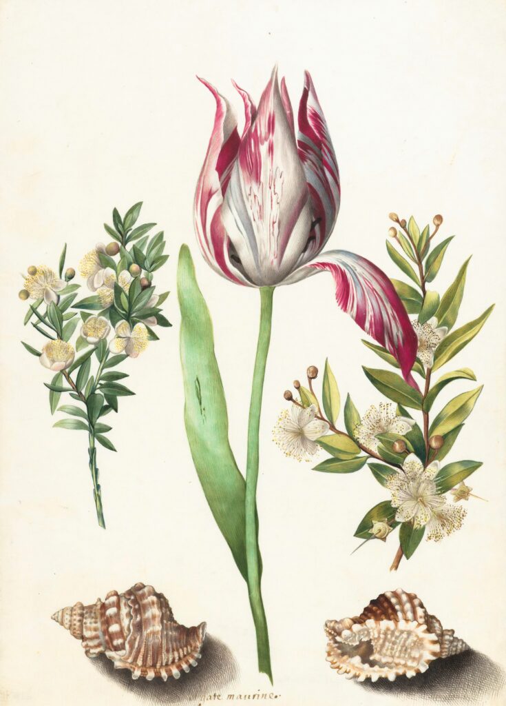  Plakat botaniczny